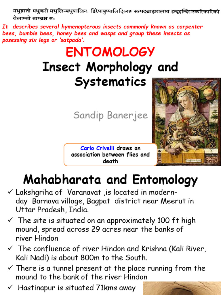 Entomology: Insect Morphology & History | PDF | Insects | Hexapoda