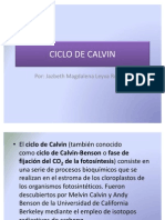 Ciclo de Calvin