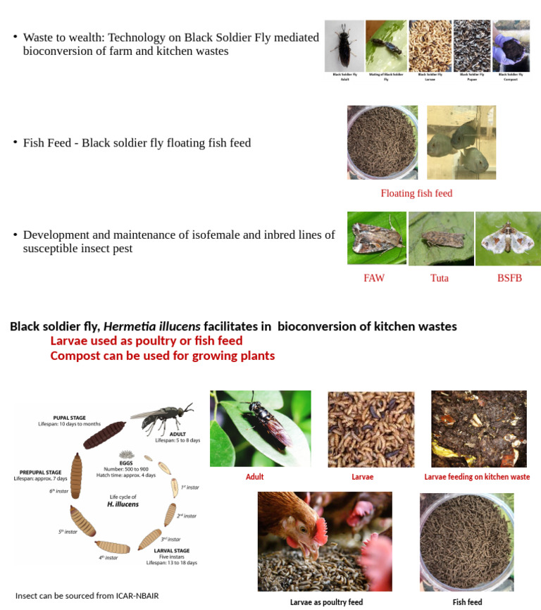 Black Soldier Fly Waste Bioconversion Guide | PDF