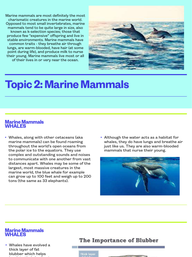 Lecture+2+ +Marine+Mammals | PDF | Marine Mammals | Whales