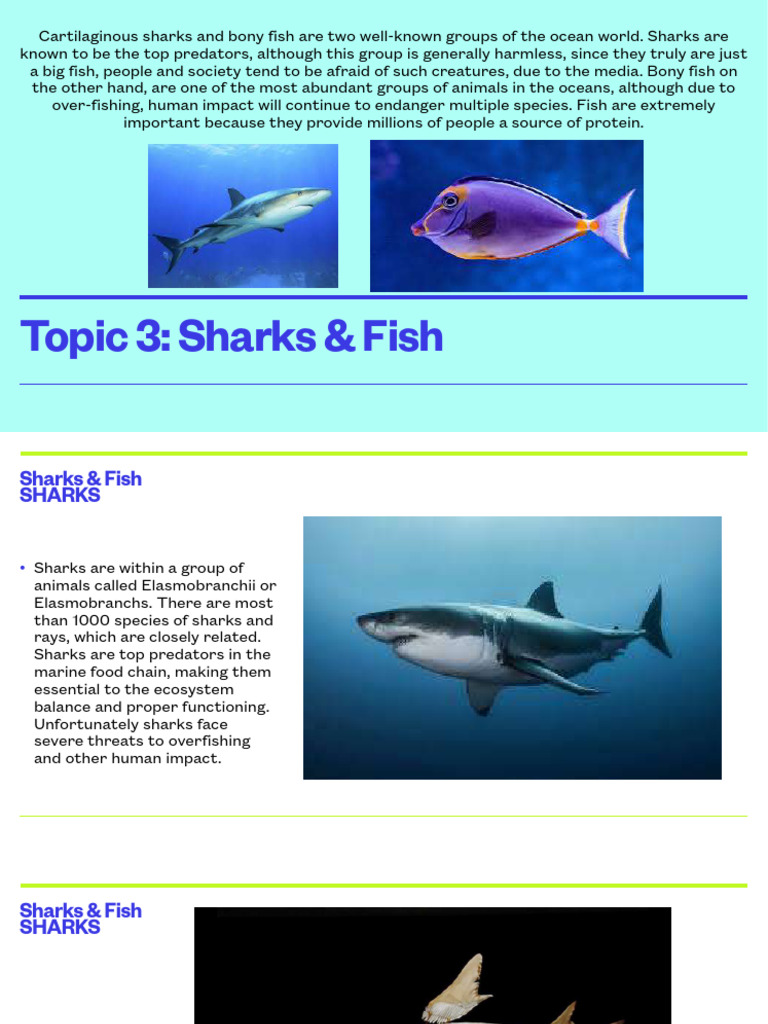 Lecture+3+ +Sharks+&+Fish | PDF | Sharks | Fish