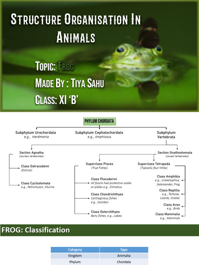 Frog Anatomy and Classification Guide | PDF | Stomach | Heart