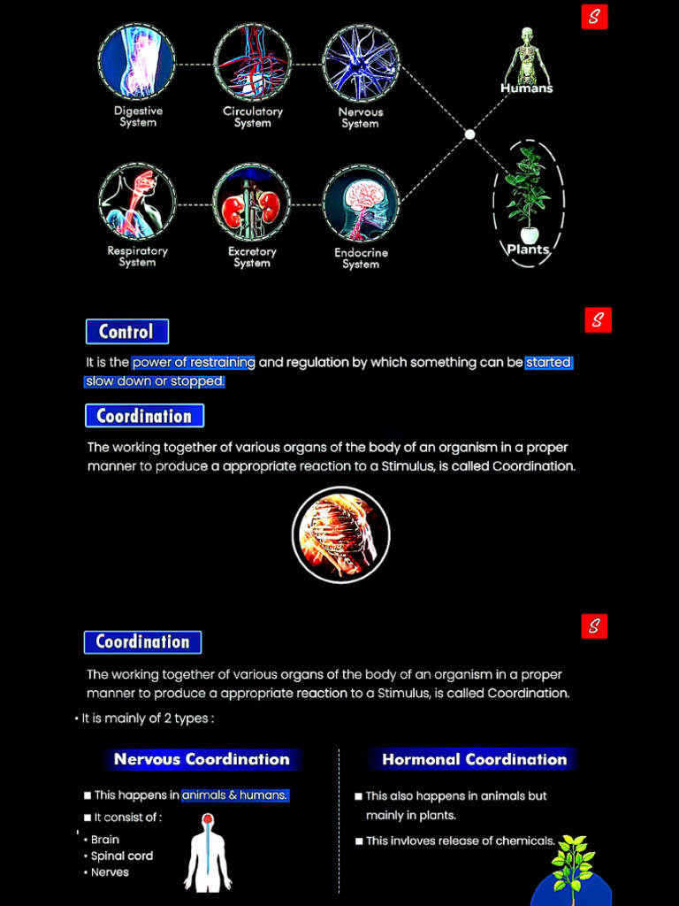 Human and Plant Coordination Systems | PDF | Nerve | Plant Hormone