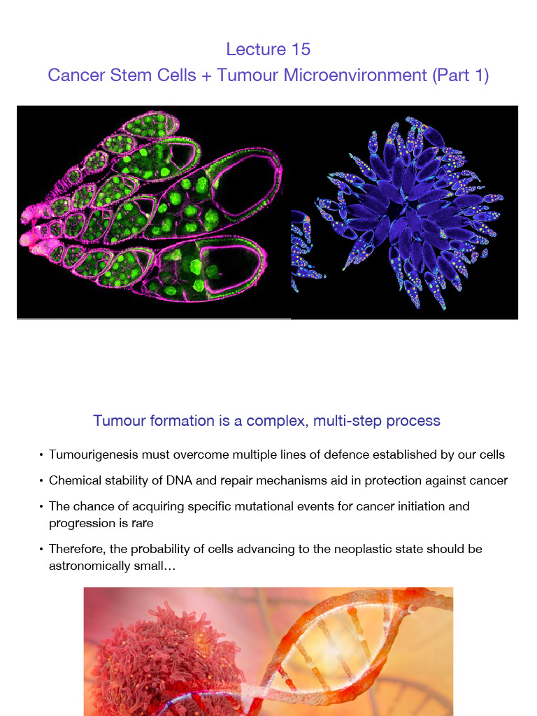 Cancer Stem Cells and Tumor Microenvironment | PDF | Neoplasms ...