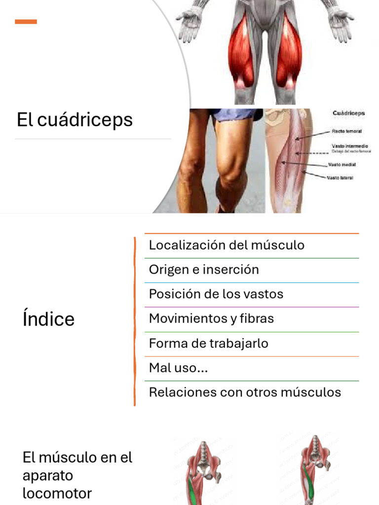 presentacion-del-cuadriceps-pdf-rodilla-sistema-musculoesquel-tico