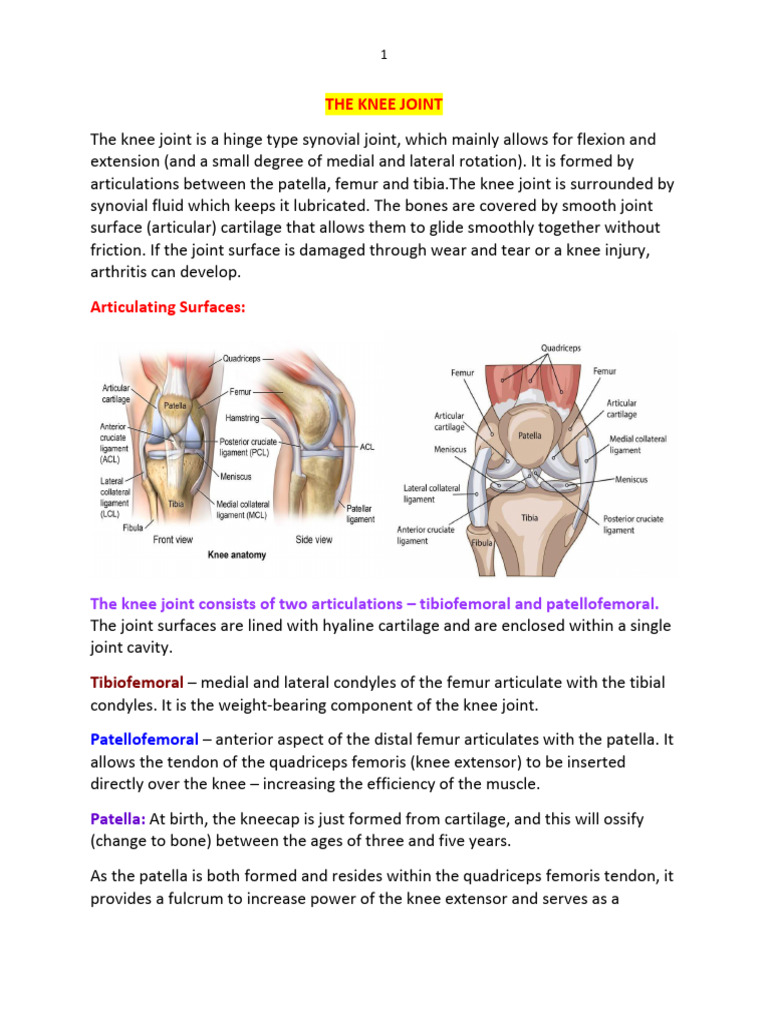The Knee Joint-05 | PDF | Knee | Human Leg