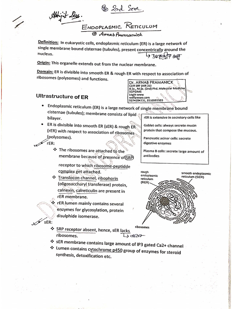 Endoplasmic Reticulum | PDF