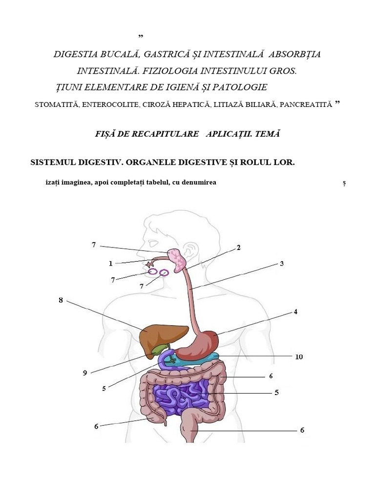 Sistemul Digestiv - Digestia Bucala, Gastrica, Intestinala. Noțiuni ...