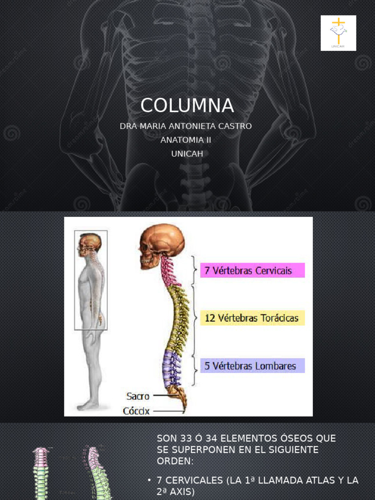 Anatomía y Funciones de la Columna Vertebral | PDF | La columna ...