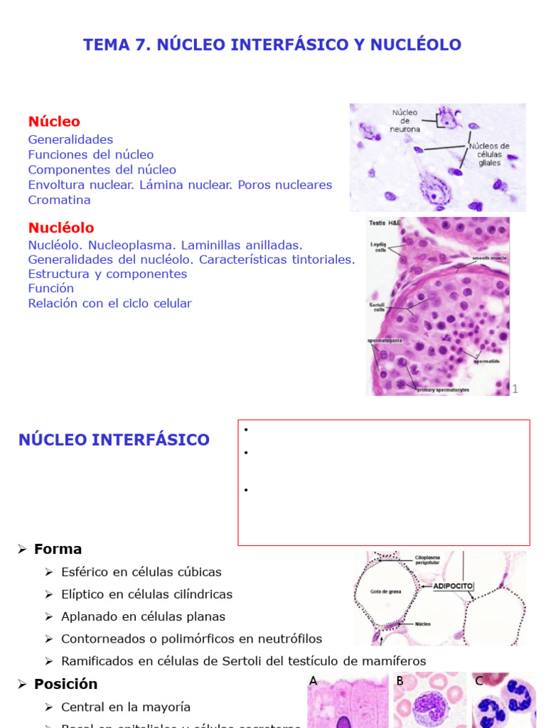 Tema 7. Nucleo Interfásico y Nucléolo | PDF | Nucleo celular | Biología ...