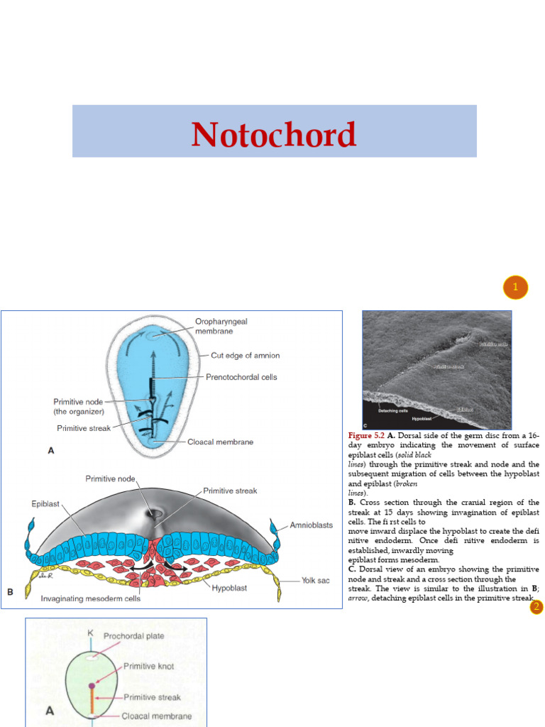 Notochord Development and Functions | PDF | Vertebral Column | Vertebra