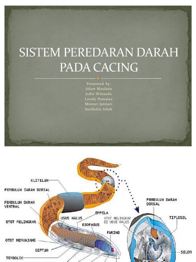 Sistem Peredaran Darah Pada Cacing