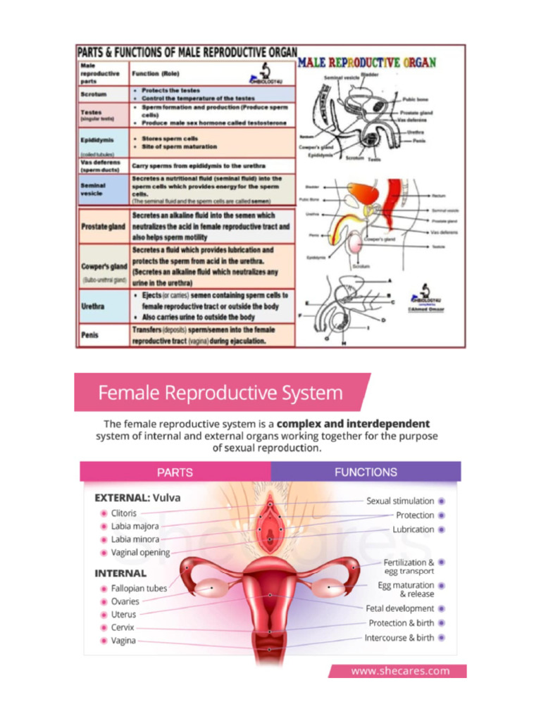The Endocrine System | PDF
