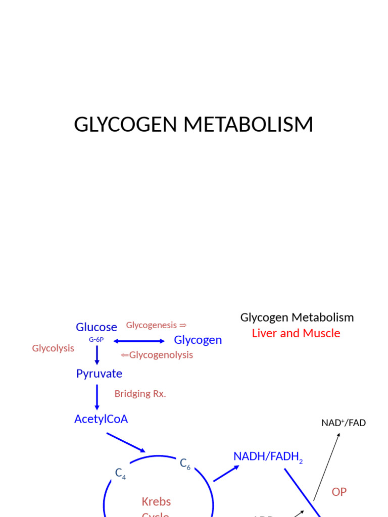 Glycogen Metabolism | PDF | Glycogen | Kinase