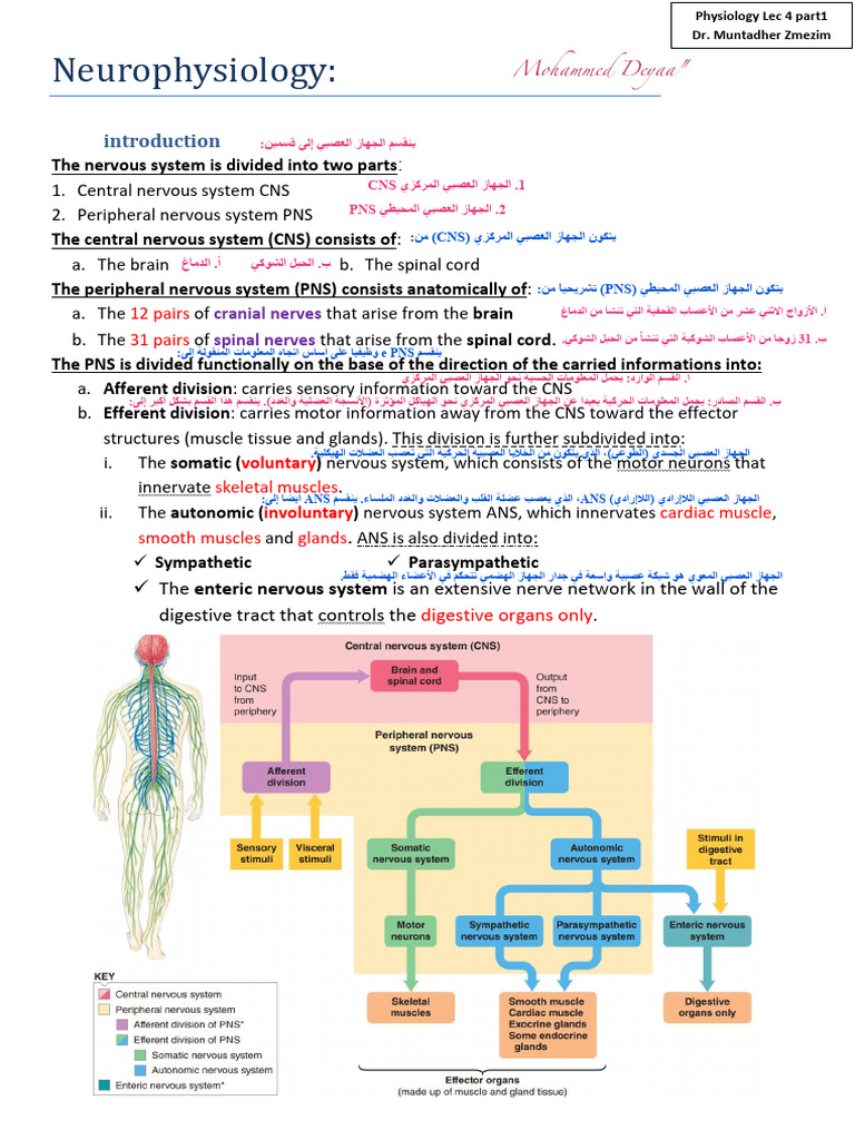 Neurophysiology: CNS and PNS Overview | PDF | Central Nervous System ...
