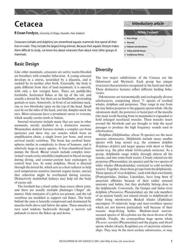 Cetacea: Basic Design Diversity | PDF | Cetacea | Whales