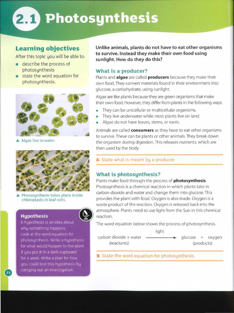 Photosynthesis: Location and Process | PDF | Photosynthesis | Leaf