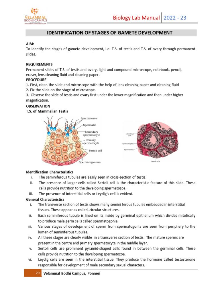 Gamete Development Stages in Testis and Ovary | PDF | Ovary | Testicle