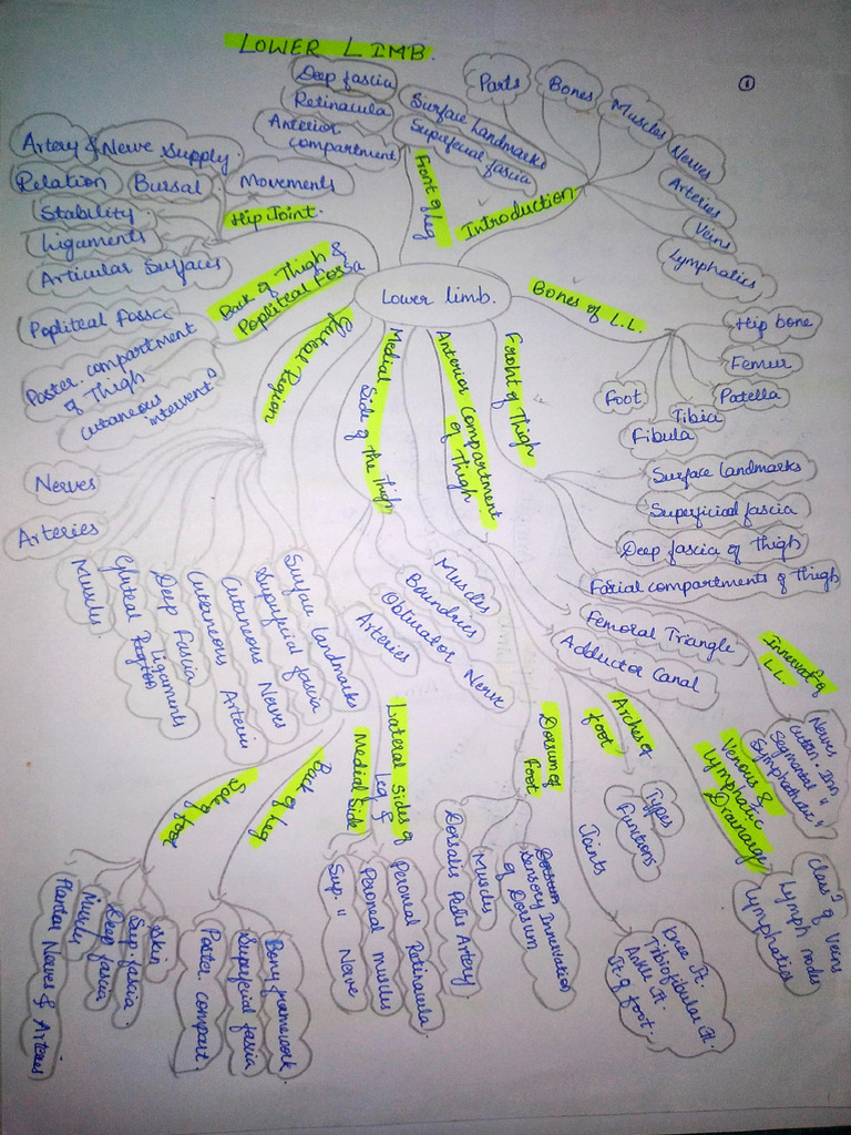 Lower Limb Mind Map | PDF