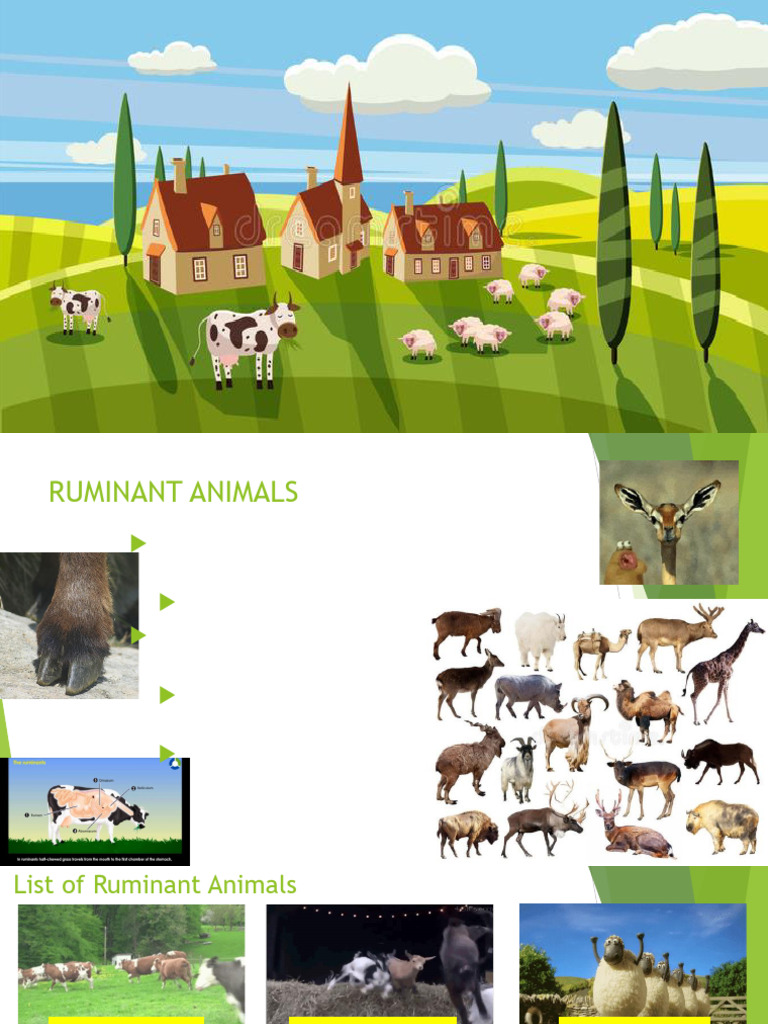 Ruminant Production and Management Guide | PDF | Livestock ...