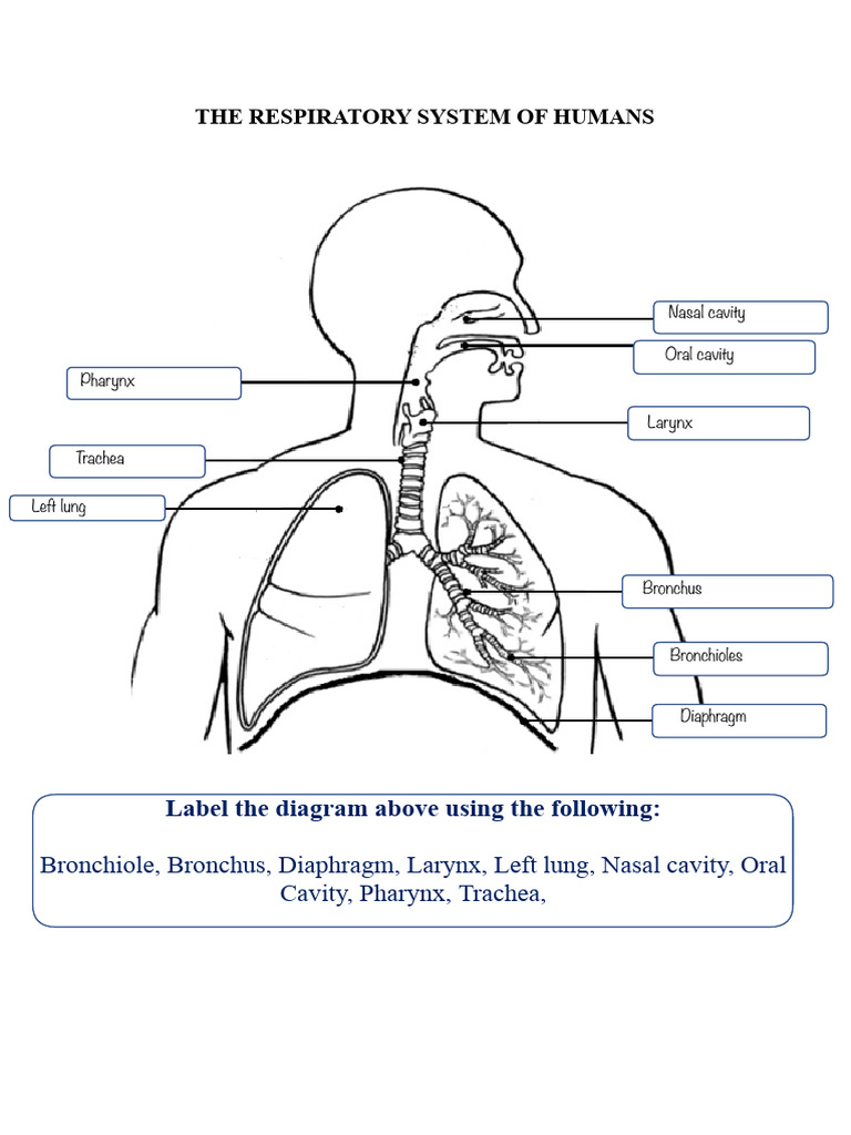 Respiratorysystemofhumansworksheet PDF | PDF