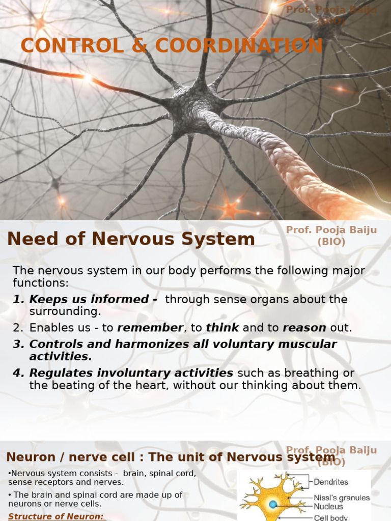 Control & Coordination - Cbse 10 (Encrypt) | PDF | Motor Neuron | Neuron