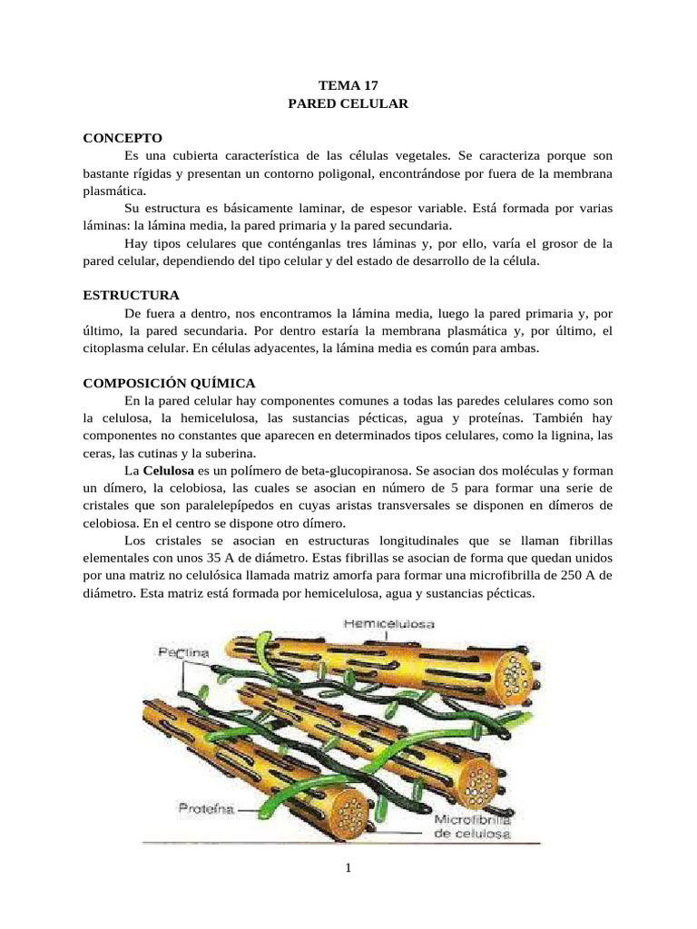 Estructura y función de la pared celular | PDF | Pared celular ...