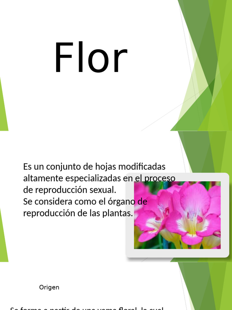 Estructura y Función de las Flores | PDF | Flores | Morfología Vegetal