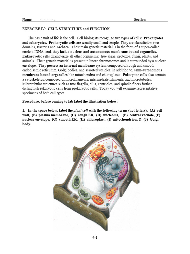 4 - Exercise Four - Cell Structure and Function 2 | PDF | Cell (Biology ...