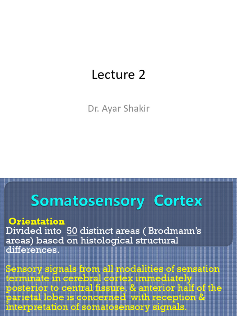 Cerebral Cortex Sensory Functions Explained | PDF | Somatosensory ...