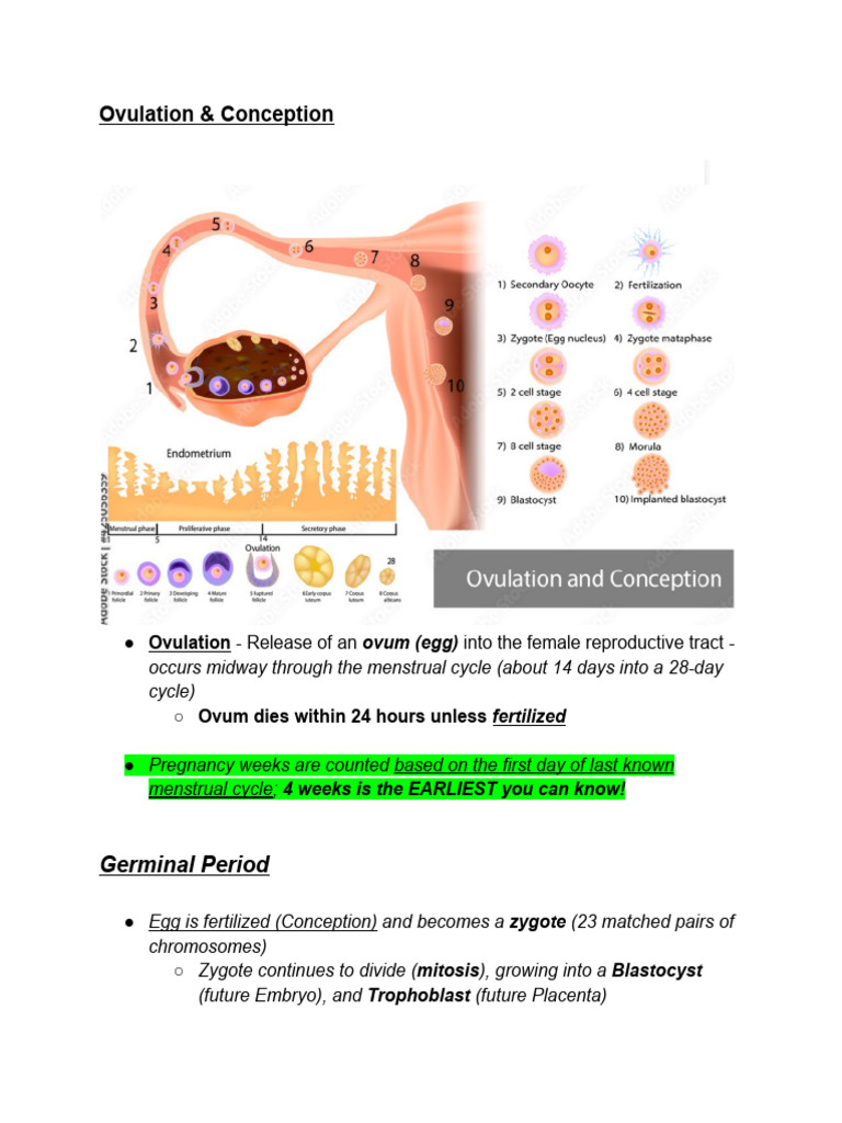 Prenatal Development (CH 4) | PDF | Embryo | Preterm Birth