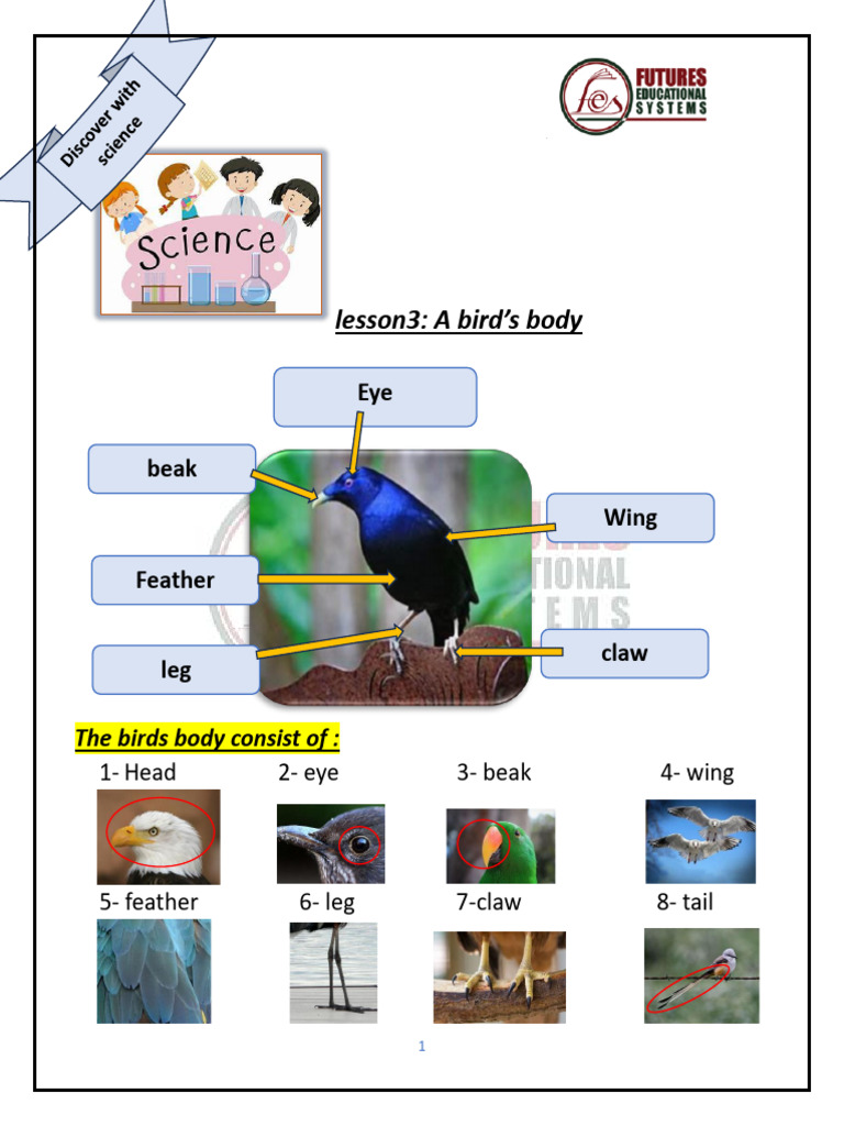 lesson 3 the bird body | PDF