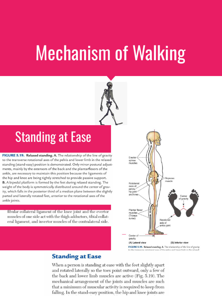Mechanism of Walking 250116 163356 | PDF