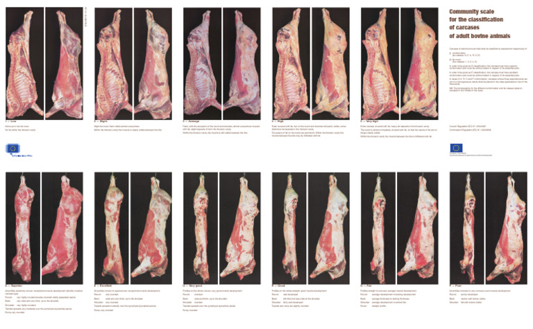 Bovine Carcase Classification Guide | PDF | Thorax | Pelvis