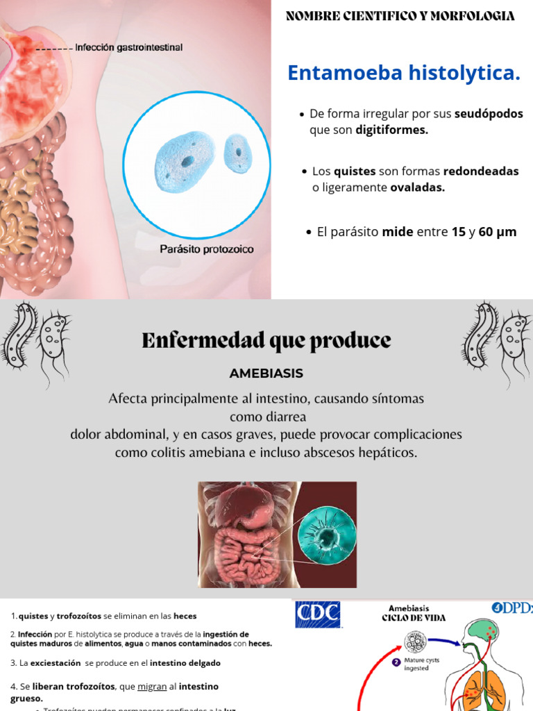 Morfología y transmisión de E. histolytica | PDF | Especialidades ...