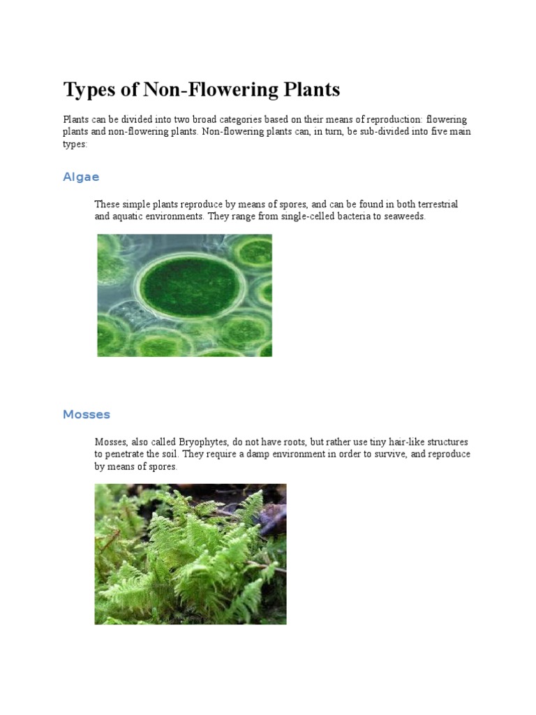 Flowering and non flowering plants deals