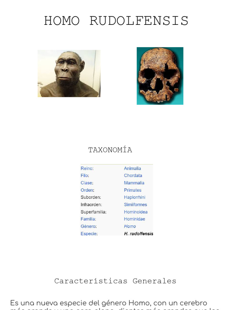Homo Rudolfensis: Primeros Humanos | PDF | Homo