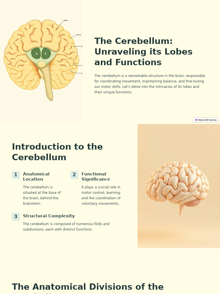 Cerebellum Functions and Lobes Explained | PDF | Cerebellum | Neuroscience