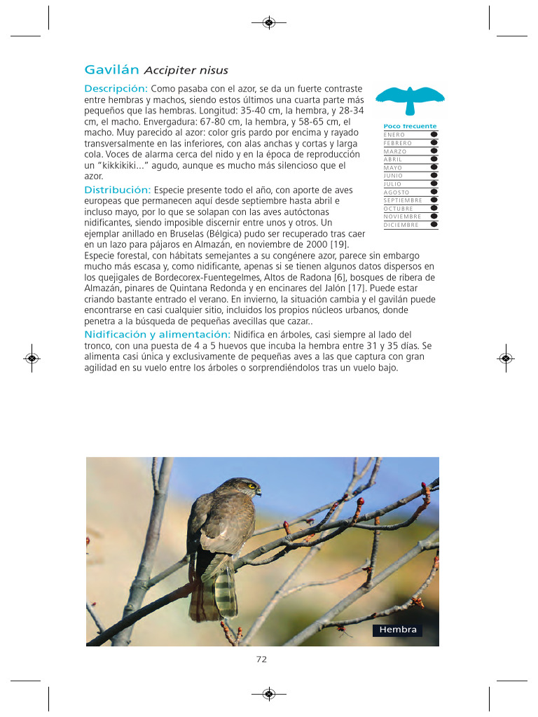 Gavilán: características y hábitat | PDF | Aves | Aves De Eurasia