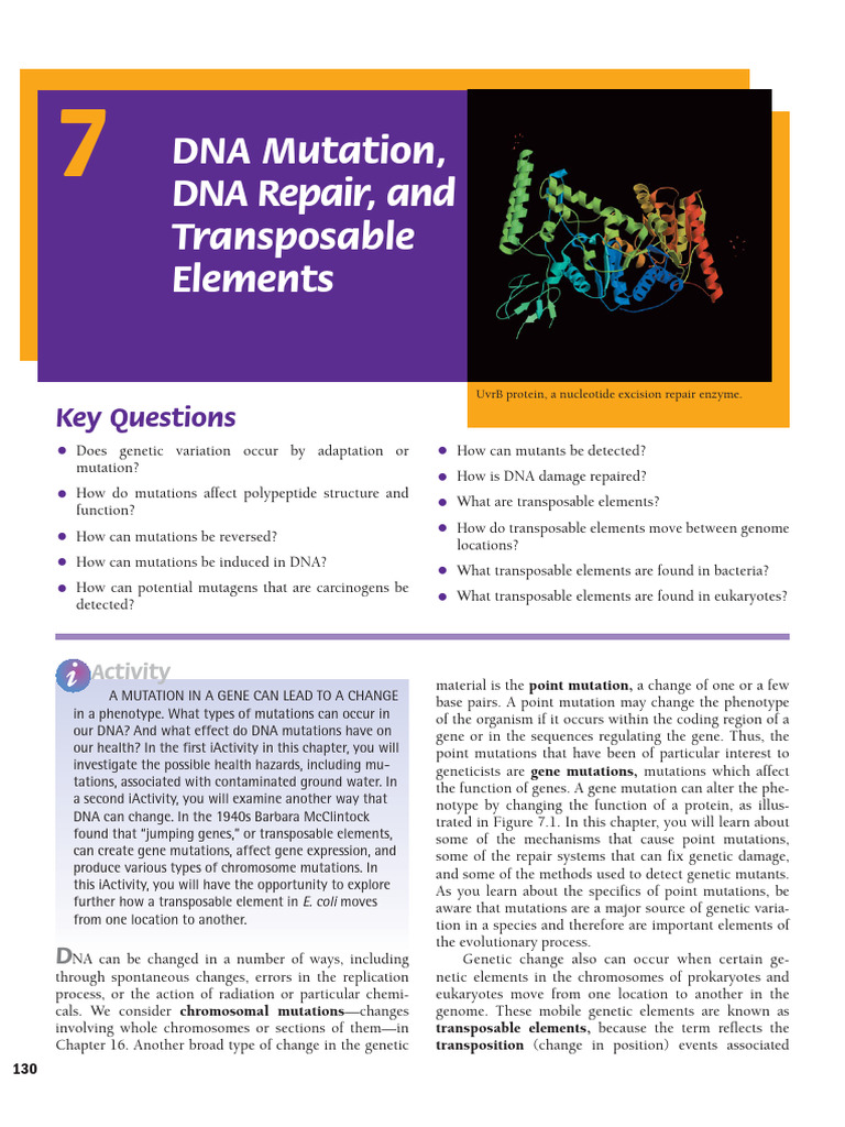 Igenetics - Gene Mutations - Chapter 7-1 | PDF | Gene | Genetic Code