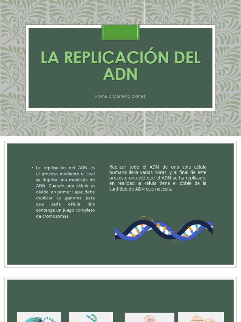 La Replicación Del ADN | PDF