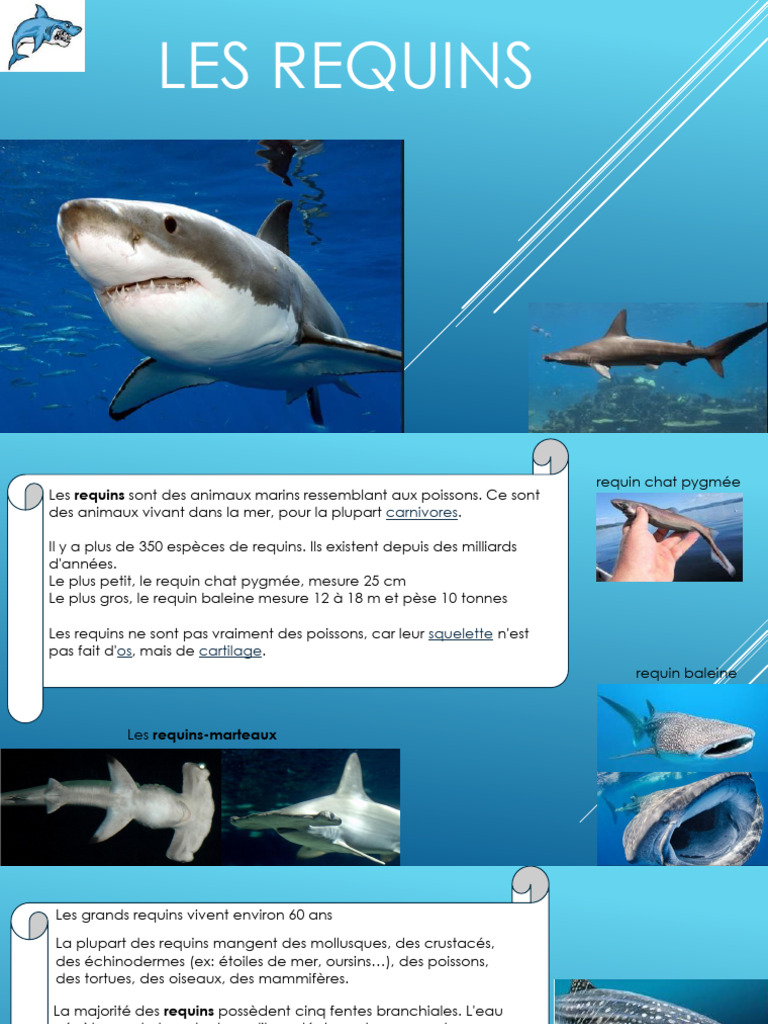 Les Requins : Espèces et Alimentation | PDF | Requins | Poisson