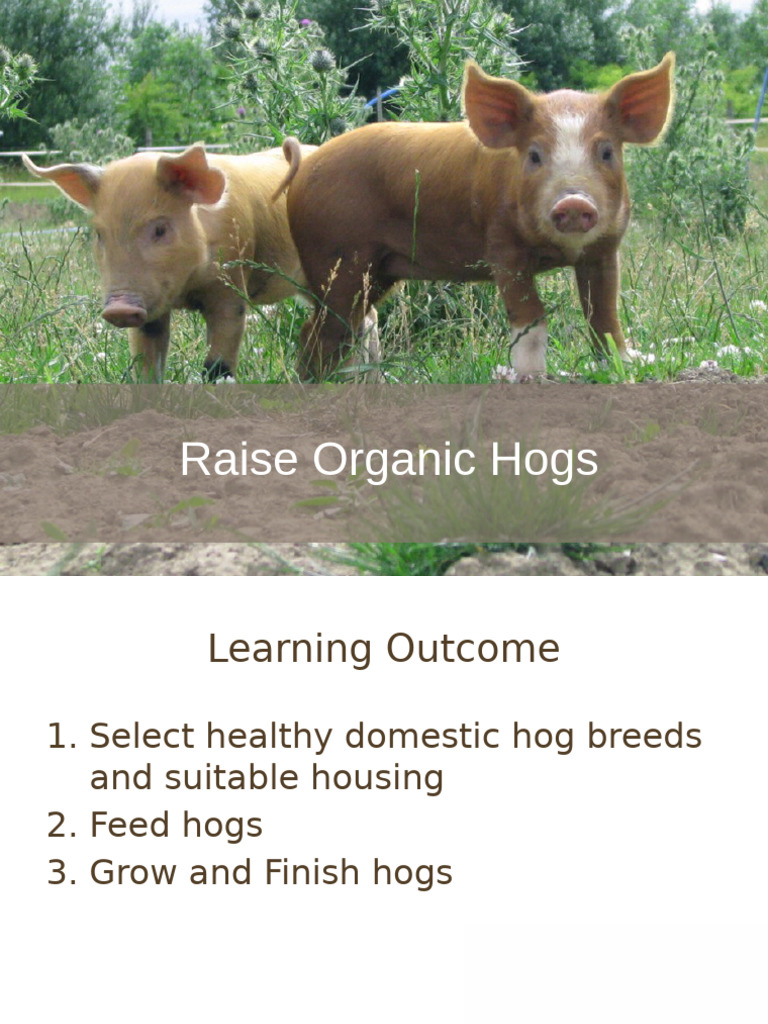 Guide to Raising Organic Hogs | PDF | Digestion | Pig