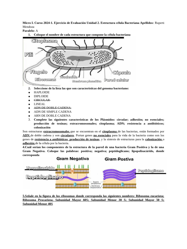 Estructura y características de bacterias | PDF | Las bacterias ...