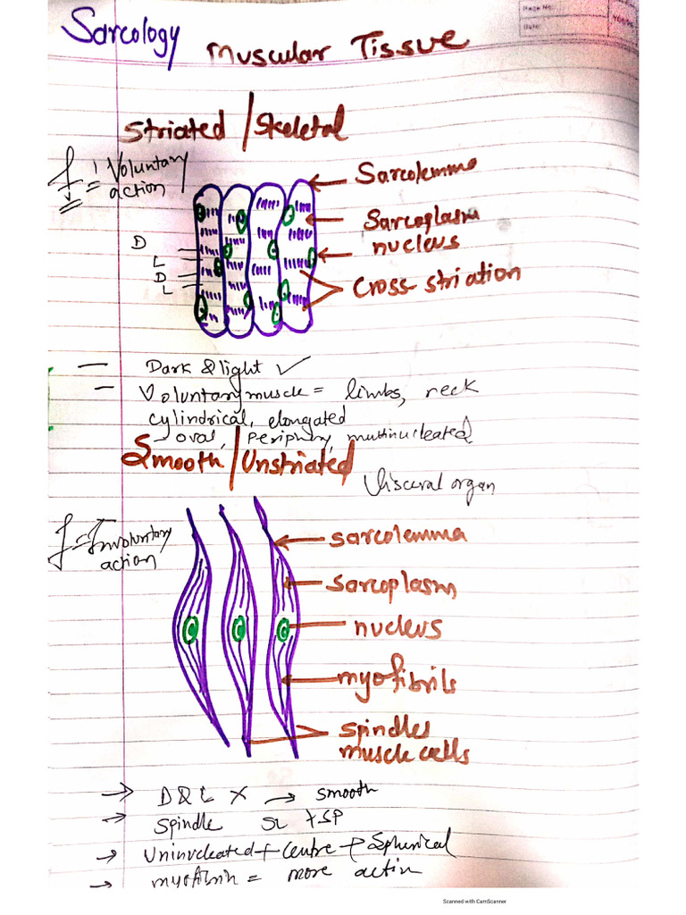 Muscle | PDF