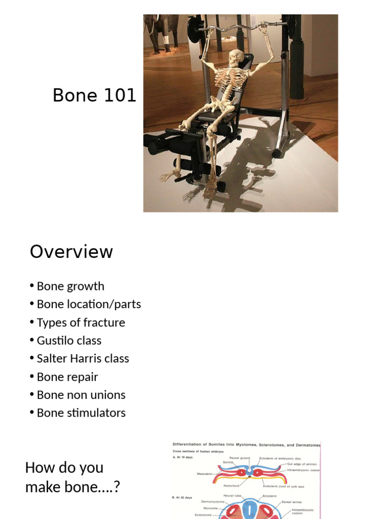 bone+101+2025 | PDF | Bone | Osteoblast