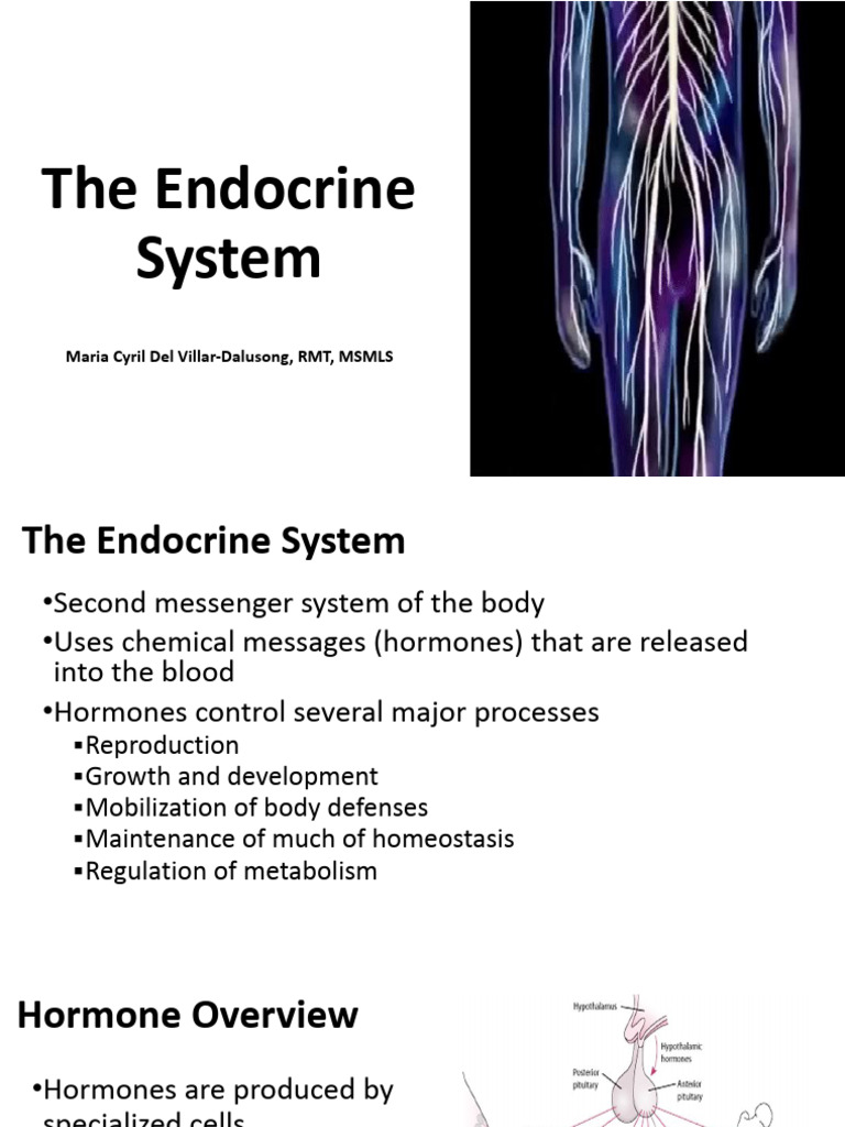Understanding the Endocrine System | PDF | Adrenal Gland | Hormone