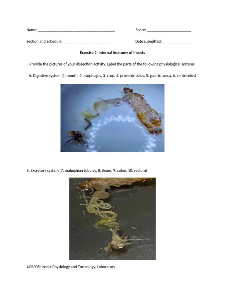 Insect Internal Anatomy Dissection Guide | PDF