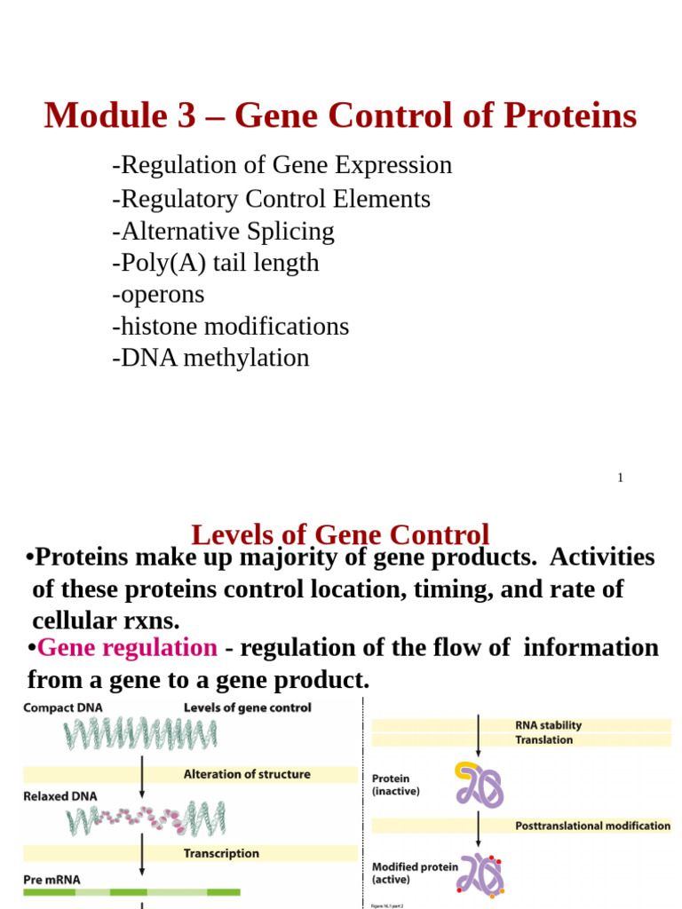 2025+Genetics+Lecture+%233 Mod+3 +to+Post | PDF | Messenger Rna ...