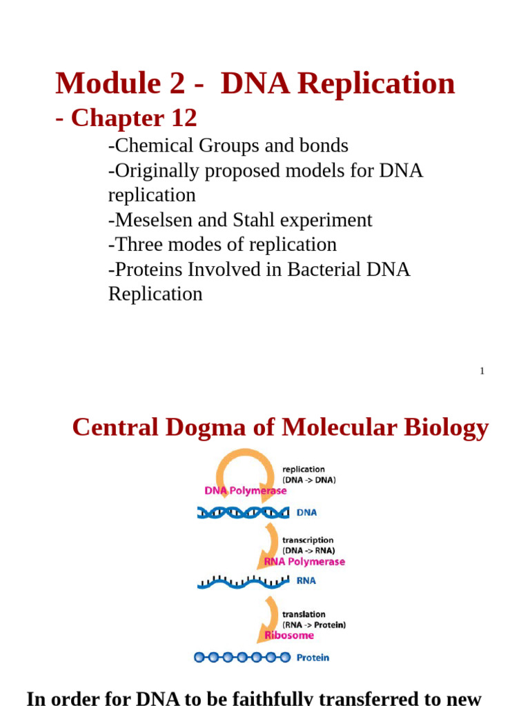 2025+Genetics+Lecture+#2 Mod+2+to+Post | PDF | Dna Replication | Primer ...